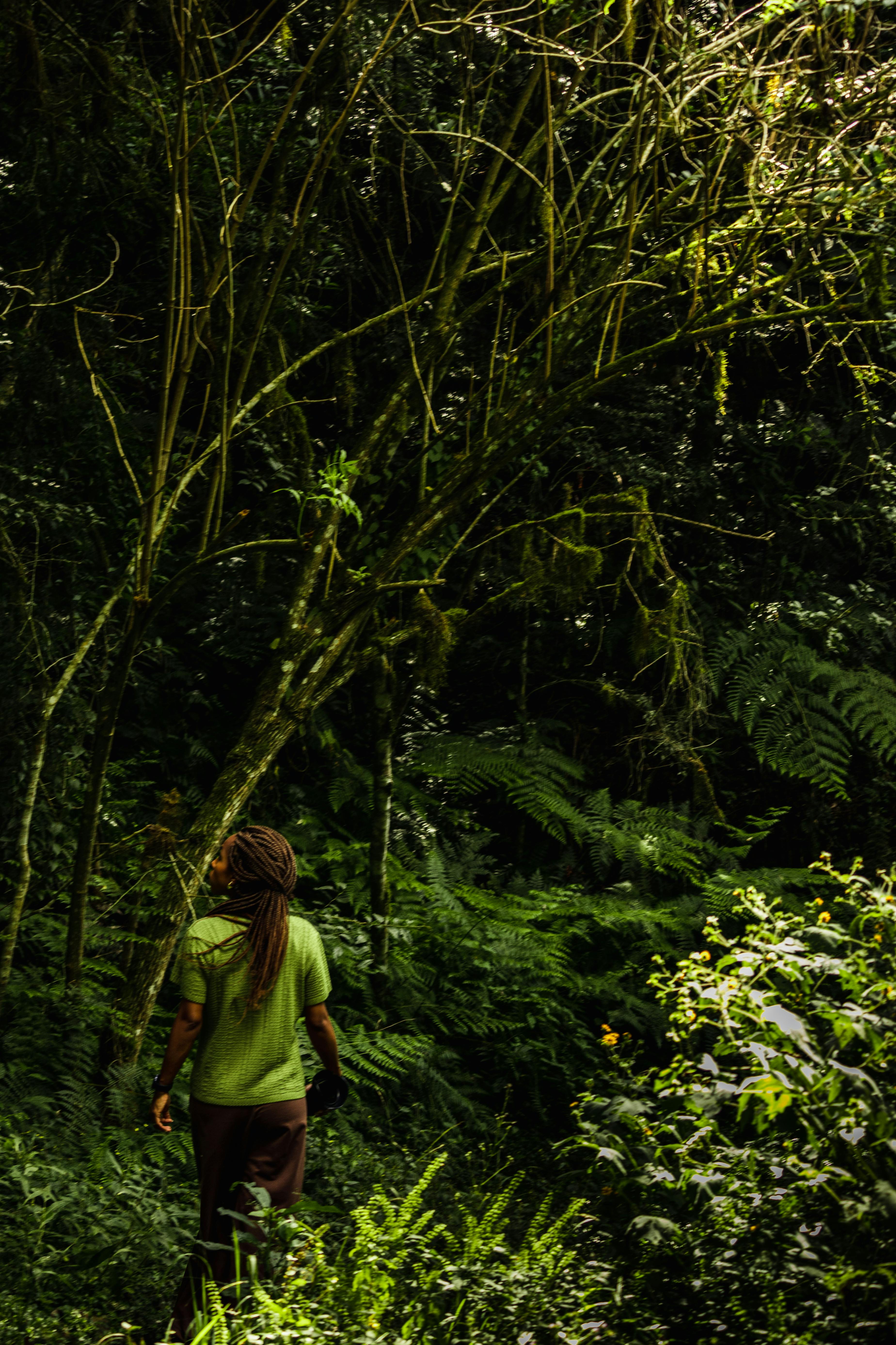 Nyungwe Forest